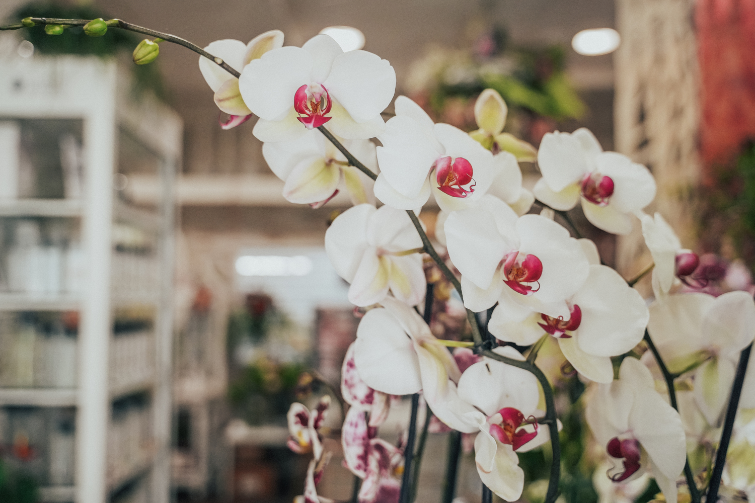 Kentya Floristas