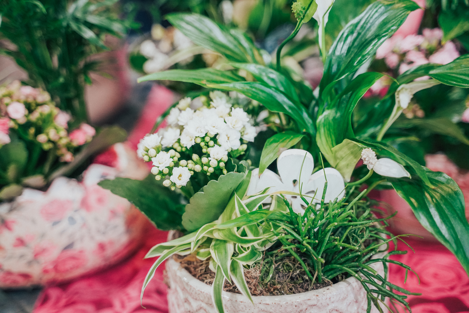 Kentya Floristas