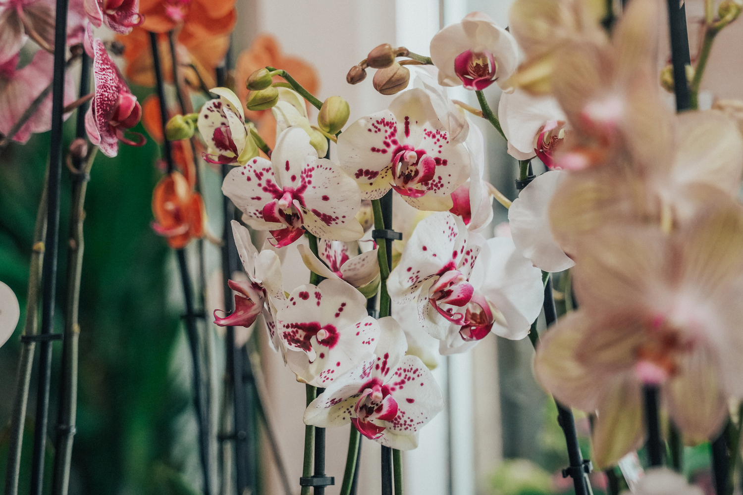 Kentya Floristas