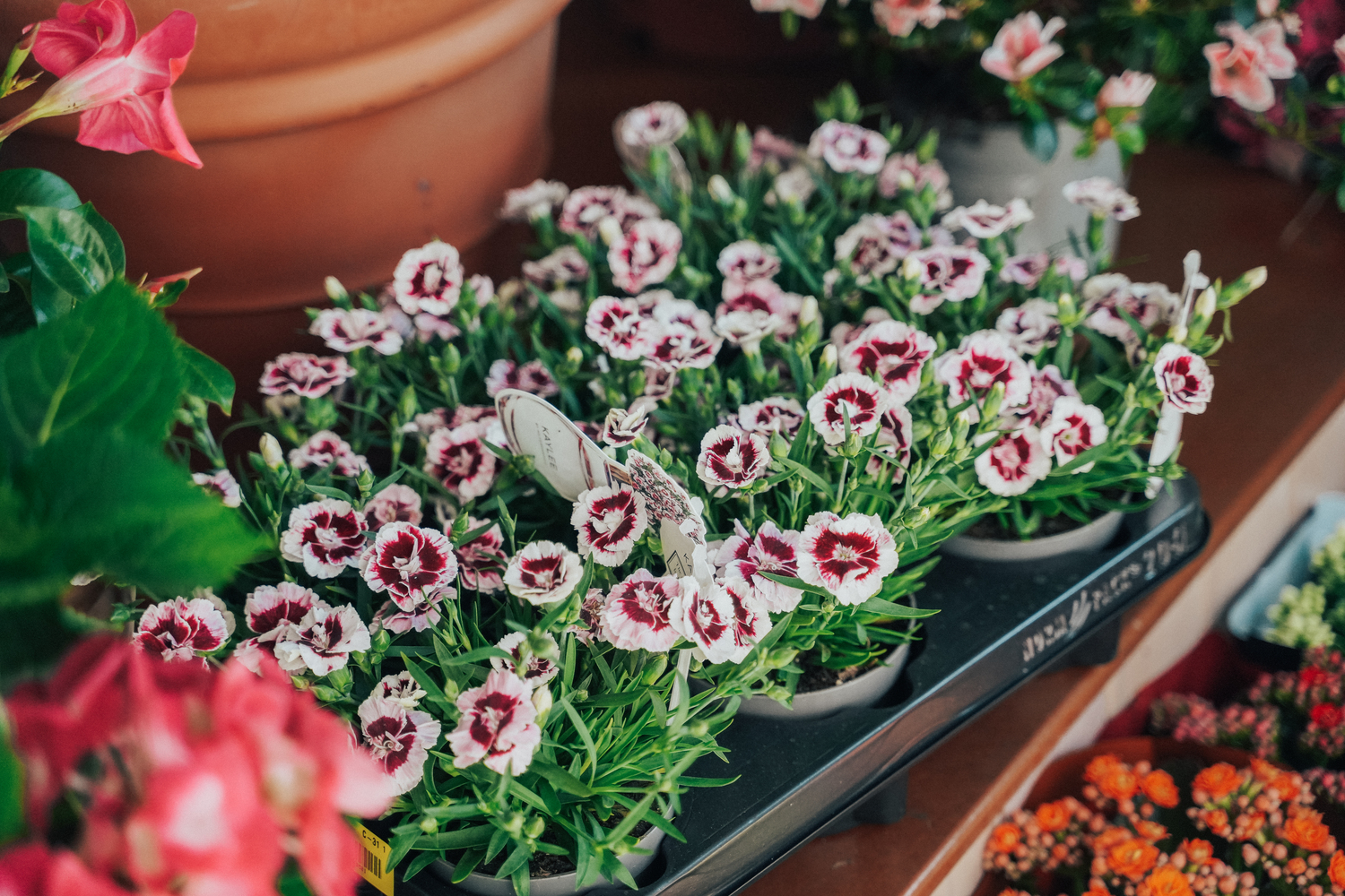 Kentya Floristas