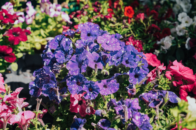 Kentya Floristas