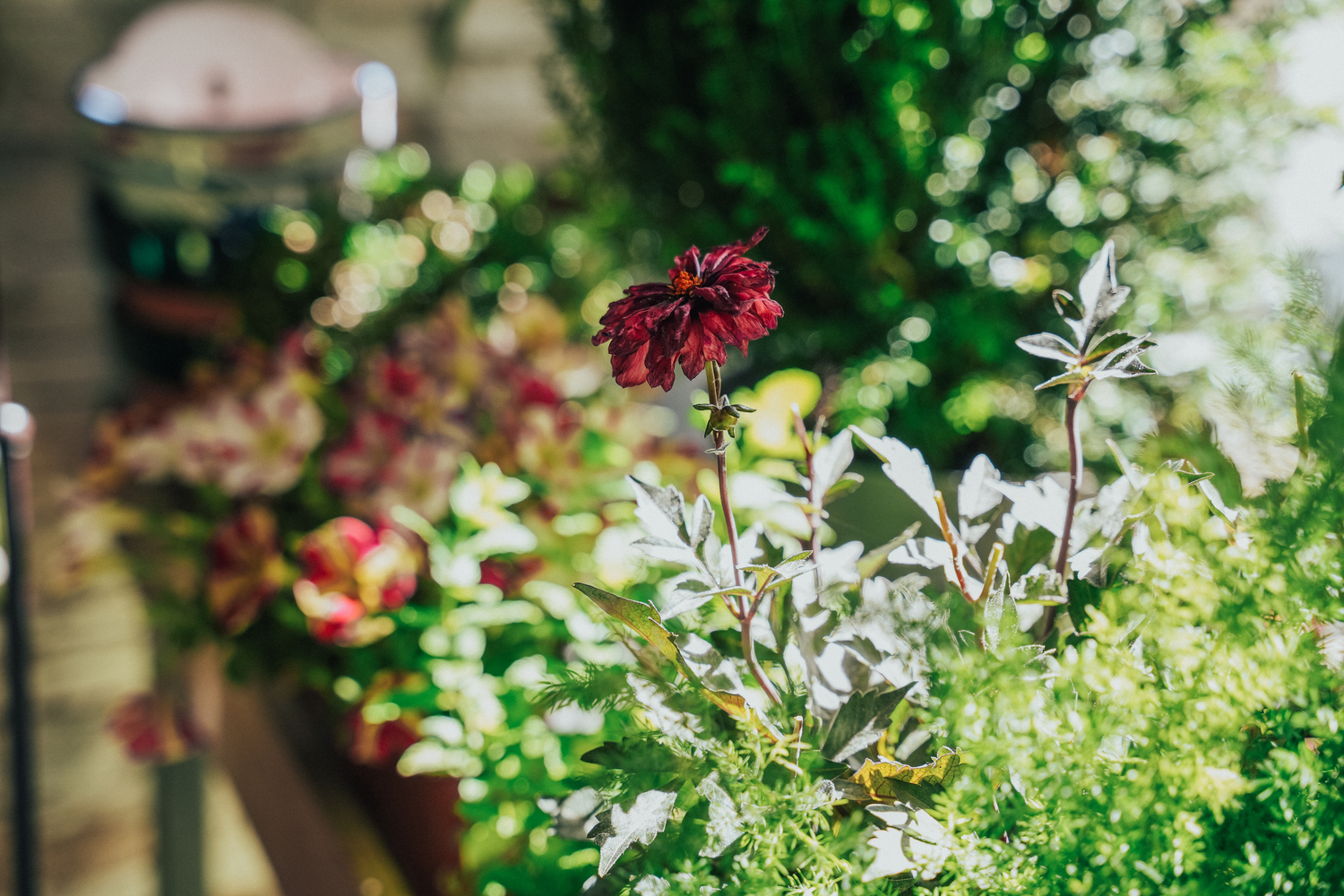 Kentya Floristas