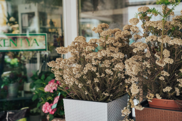 Kentya Floristas